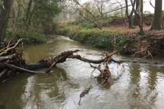 Hout in de beek is belangrijk voor vissen en ander "onderwaterleven"