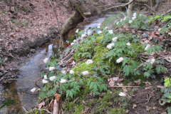 De Oossink/Bemersbeek bij Kotten