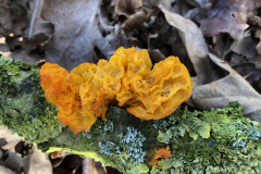 Oranje trilzwam (op eikenhout)