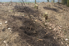 Herinplant na afzetten van een fijnsparbosje