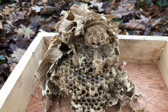 Restanten Hoornaarnest in een bosuilenkast