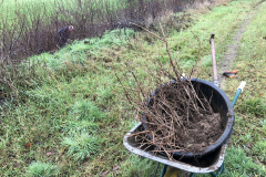 Bosplantsoen staat gereed om geplant te worden