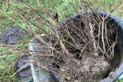 Bosplantsoen staat gereed om geplant te worden