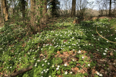 Bosanemoon in het beekbegeleidende bos 