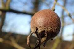 Vrucht van de Wilde mispel 
