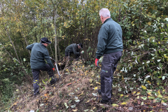 Afzetten van de Amerikaanse vogelkers in de houtsingel 