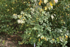 Aanplant Fladderiep, waardplant van de Iepenpage