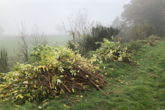 Takhout Amerikaanse vogelkers