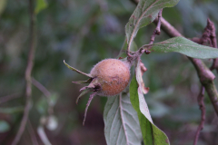 Vrucht van de Wilde mispel