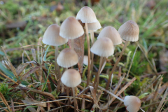 Melksteelmycena