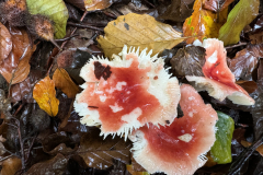 Braakrussula