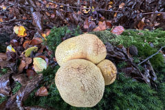 Aardappelbovist