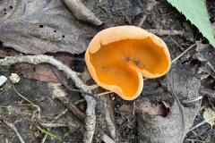 Grote oranje bekerzwam