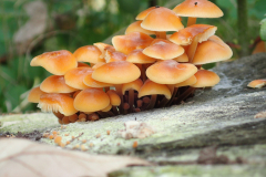 Gewoon fluweelpootje