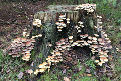 Gewone zwavelkop