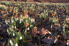 Voorjaar op de Ruitenburgerschans