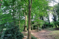 Op de hoge wal hebben de eiken en beuken  het moeilijk tijdens de droogteperioden 