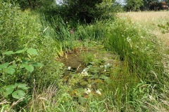 Poel op Schreuders weide (de "zoepenskolk")