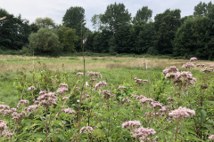 Schreuders weide met bloeiend Koninginnekruid 