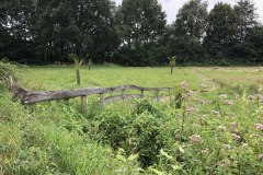 Schreuders weide met bloeiend Koninginnekruid