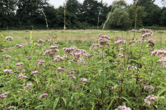 Bloeiend Koninginnekruid