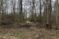 Afzetten vochtig hakhout