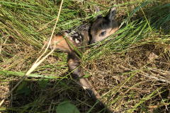 Reekits bleef ongedeerd, op tijd ontdekt 