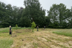 Schreuders weide met solitaire Winterlinde