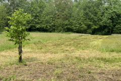 Schreuders weide solitaite Winterlinde