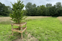 Schreuders weide solitaite Winterlinde, beschermd tegen veegschade 