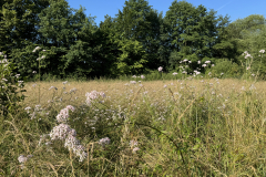 Terrein Schreuders weide