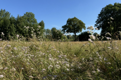 Terrein Schreuders weide