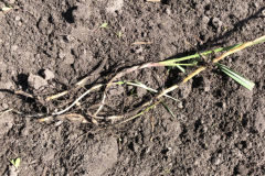 Uitdrogende wortels van het Kweekgras na de Kvick-Finn bewerking 