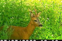 Reebok in de Boekweit, gesnapt door de wildcamera