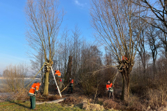 Tichelmansbos,knotten van de wilgen,  winters klusje