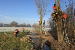Tichelmansbos,knotten van de wilgen,  winters klusje