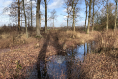 Tichelmansbos, Tichelmansbos, rabatten met vochtig hakhout