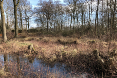 Tichelmansbos, Tichelmansbos, rabatten met vochtig hakhout