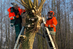 Tichelmansbos,knotten van de wilgen,  winters klusje