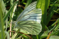 Geaderd witje