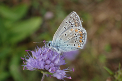 Icarusblauwtje op Blauwe knoop