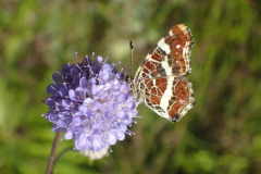Landkaartje op blauwe knoop