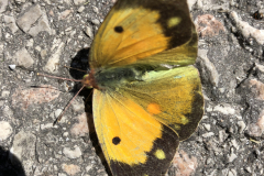 Oranje luzernevlinder