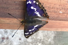 Grote weerschijnvlinder