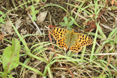 Kleine parelmoervlinder