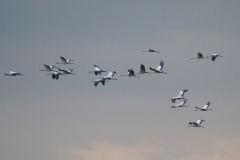 Kraanvogels-groep-in-vlucht