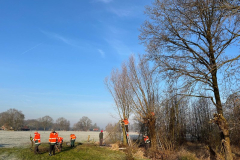 Wilgen knotten Tichelmansbos