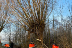 Wilgen knotten Tichelmansbos