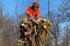 Wilgen knotten Tichelmansbos