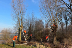 Wilgen knotten Tichelmansbos